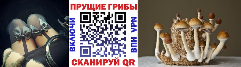 Псилоцибиновые грибы GOLDEN TEACHER  Саранск 